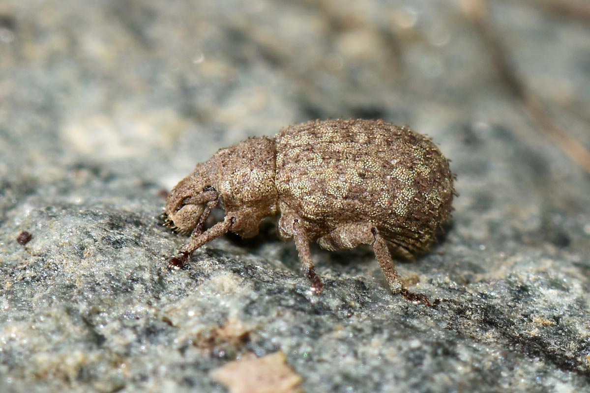 Curculionidae: Romualdius angustisetulus?   S !